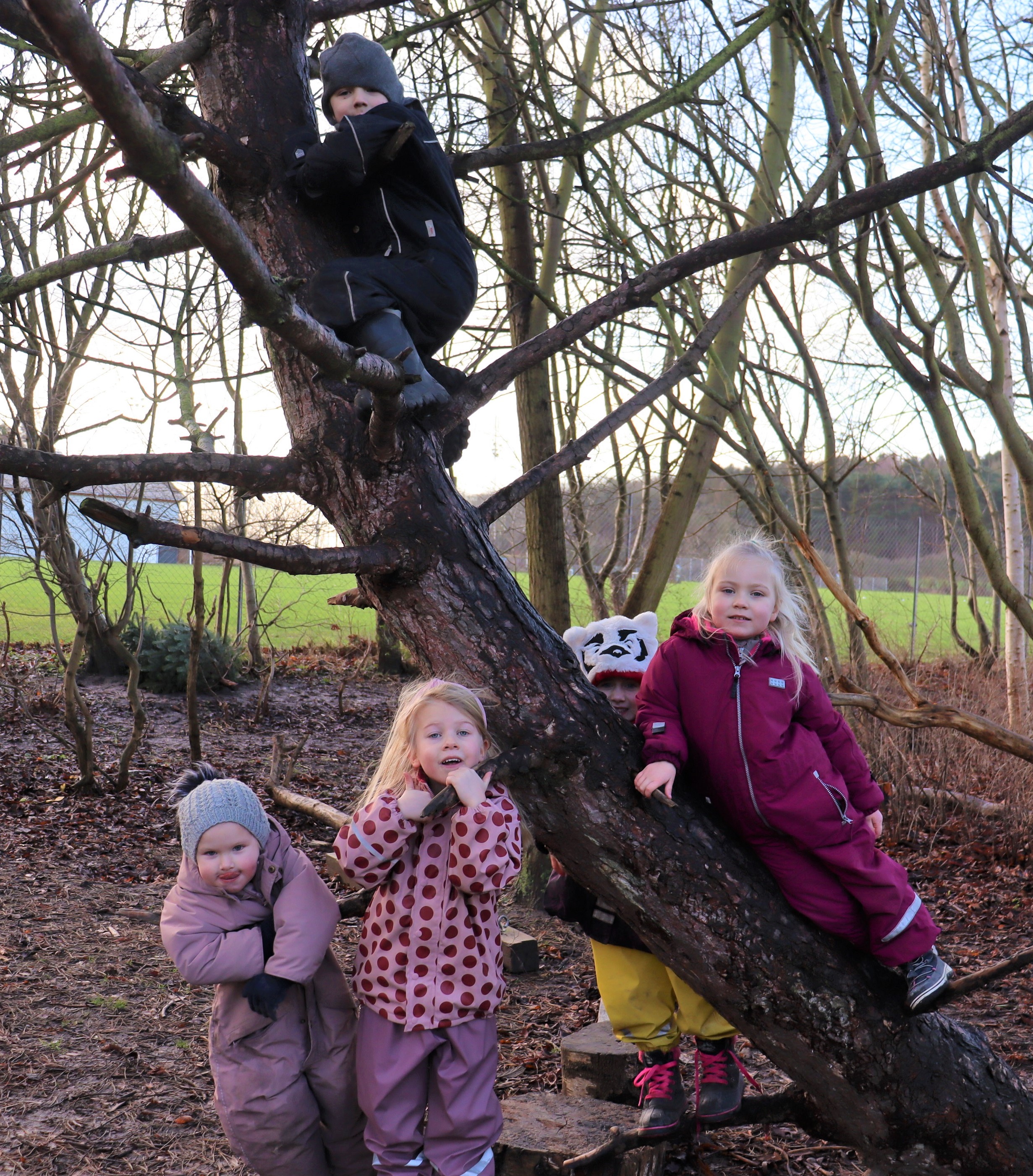 Børn klatre og posere fra træets grene 